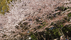 hana26 (311)_thumb.png